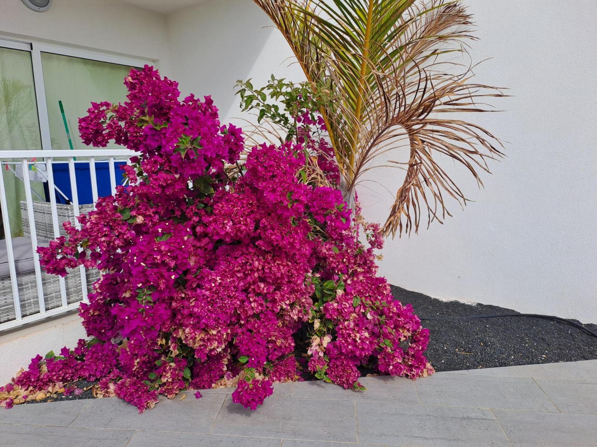 Luxury Sea View Senator Lanzarote Apartment Коста Тегисе Екстериор снимка